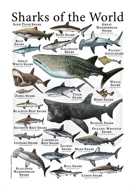 sharks of the world